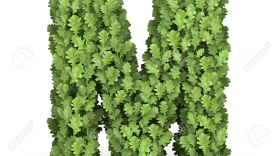 GreenOak grows with Related partnership