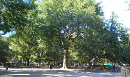 The Hare Krishna Tree in Tompkins Square Park Is Where the Religion Was Born in the West