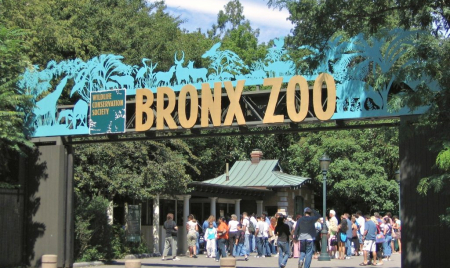 Six Affordable Units Up For Grabs Near the Bronx Zoo, Starting at $956/Month